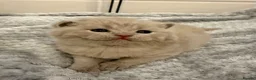 British Shorthair cats for sale: GCCF registered Lilac Kittens  - Advert 10