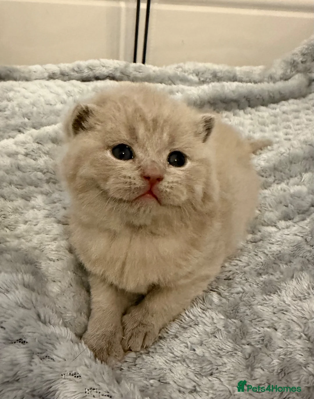 British Shorthair cats for sale: GCCF registered Lilac Kittens  - Advert 10