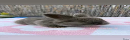 Angora rabbits for sale: pedigree english angoras  - Advert 3