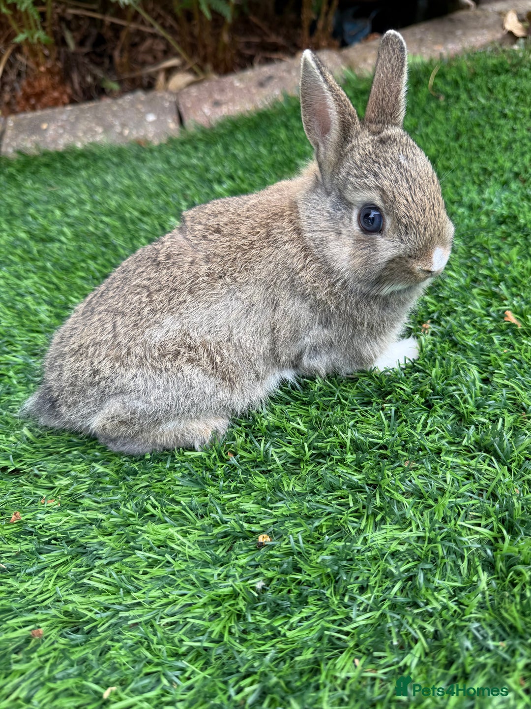 Netherland Dwarf rabbits for sale: Pure Netherland Dwarf  - Image 8