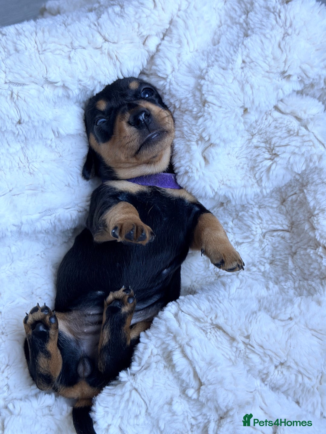 Miniature Dachshund dogs for sale: 🩵🩷✨ STUNNING MINIATURE DACHSHUND LITTER ✨🩷🩵 - Advert 18