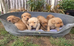 Labrador Retriever dogs for sale: Fox Red Labrador puppies  - Image 1