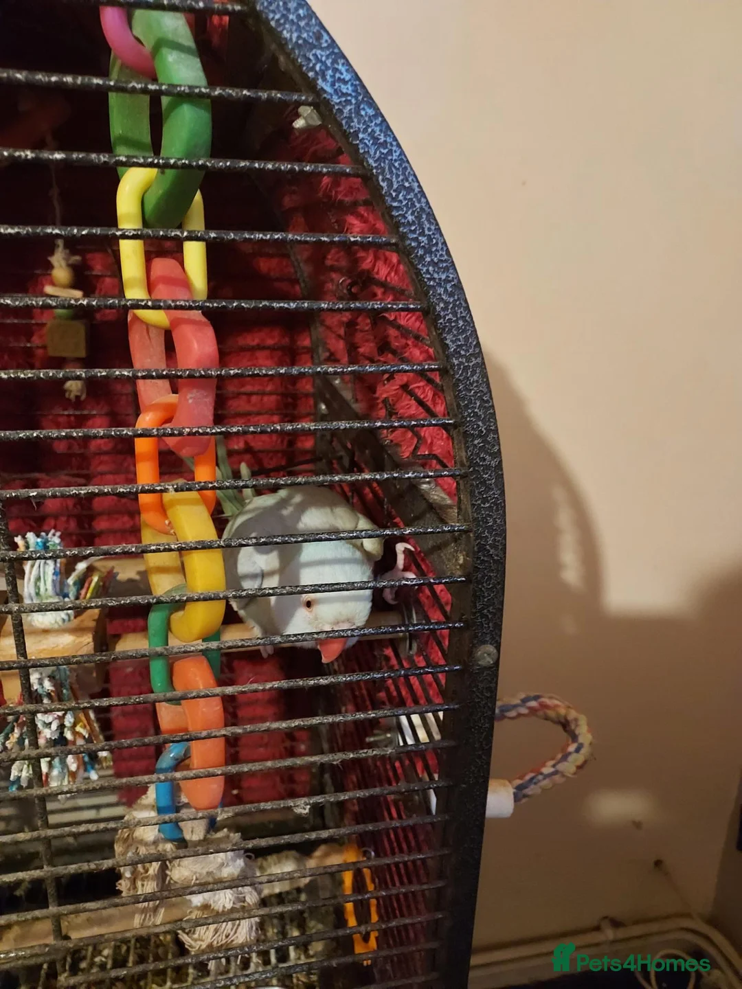 Parakeets birds for sale: Blue parkeet parrot  - Advert 2