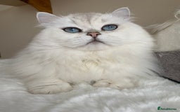 British Shorthair cats for sale: Ready CH Bloodlines BSH TICA registered kittens in Feltham - Image 33