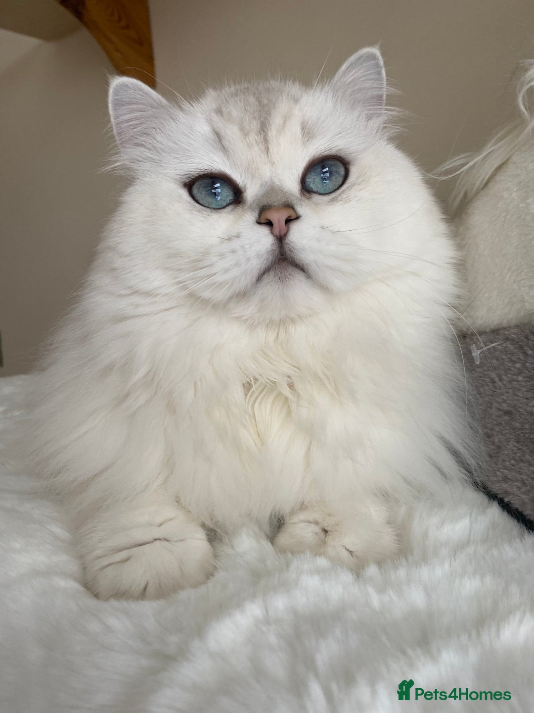 British Shorthair cats for sale: Ready CH Bloodlines BSH TICA registered kittens in Feltham - Image 33