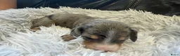 Miniature Dachshund dogs for sale: Beautiful Purebred Miniature Dachshund Puppies 🐾 - Advert 24