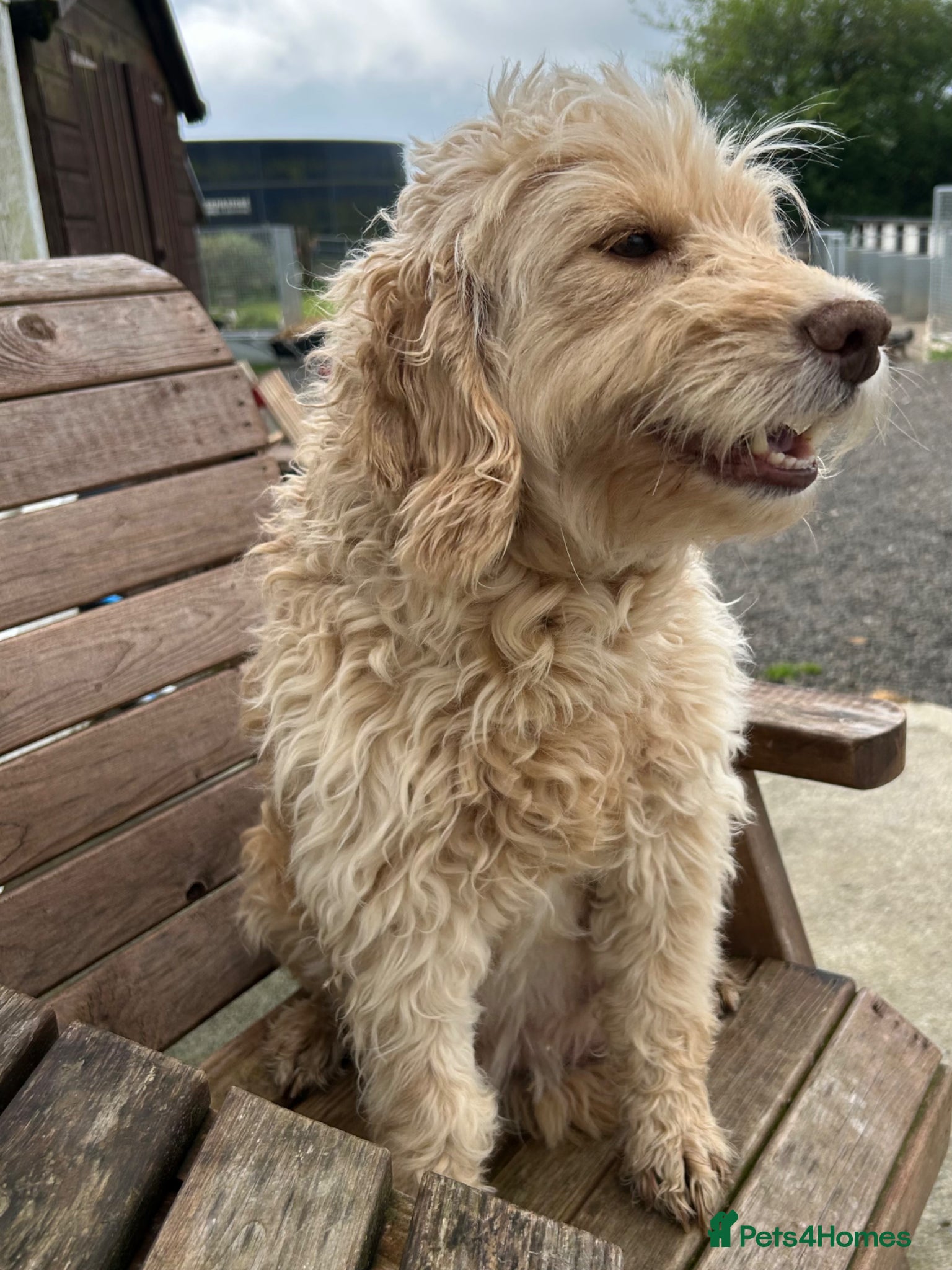 Mixed Breed dogs for sale: Mini Doodle x Cocker pups - Advert 7
