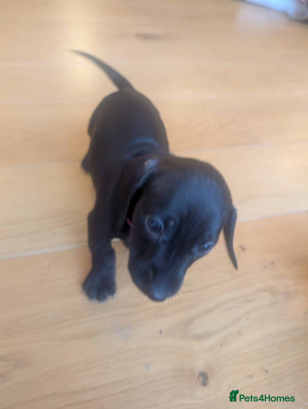 Miniature Dachshund dogs for sale: Beautiful litter of Miniature Dachsunds  - Advert 3