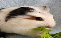 Guinea Pig rodents for sale: 3 boys and 1 girl ready now - Image 6