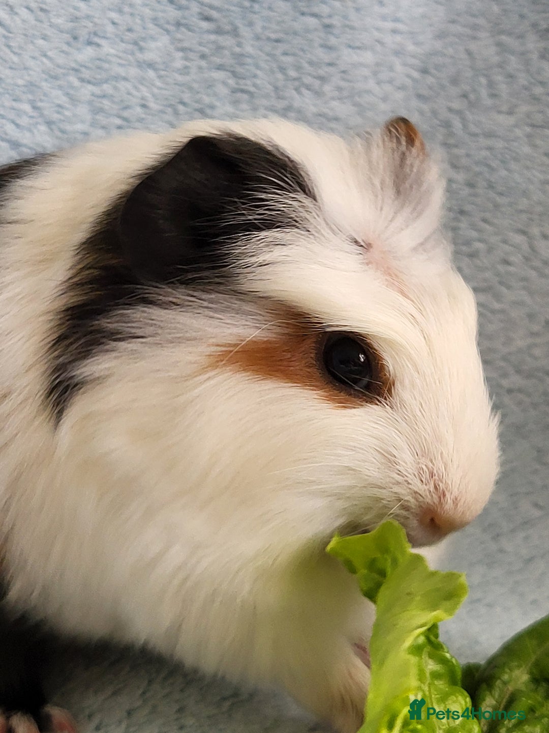 Guinea Pig rodents for sale: 3 boys and 1 girl ready now - Image 6