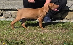 Hungarian Vizsla dogs for sale: One Girl Left-Hungarian Vizsla Pup - Image 12