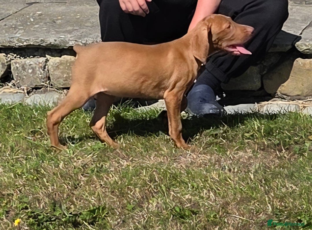 Hungarian Vizsla dogs for sale: One Girl Left-Hungarian Vizsla Pup - Image 12