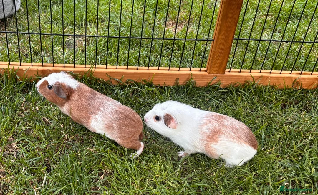 Guinea Pig rodents for sale: 2 Male Guniea Pigs in Cambridge - Advert 4
