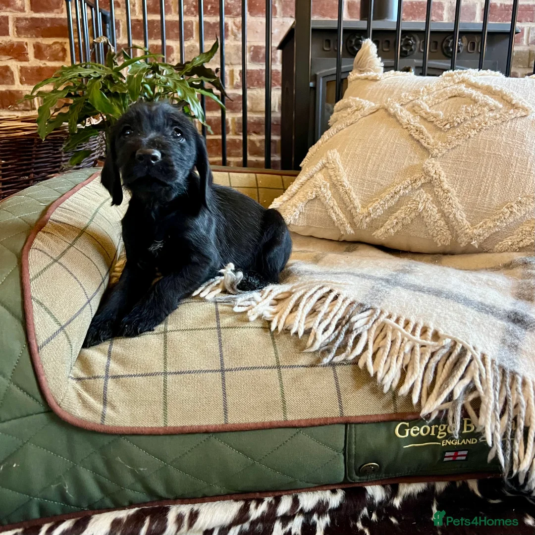 Mixed Breed dogs for sale: Brilliant Bold Working Cocker x Teckel Puppies! - Advert 11