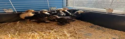 Chickens poultry for sale: Pekin bantams young chicks  - Advert 4