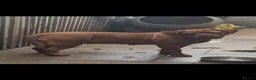 Dogue De Bordeaux dogs for sale: **world class puppy’s** - Advert 2