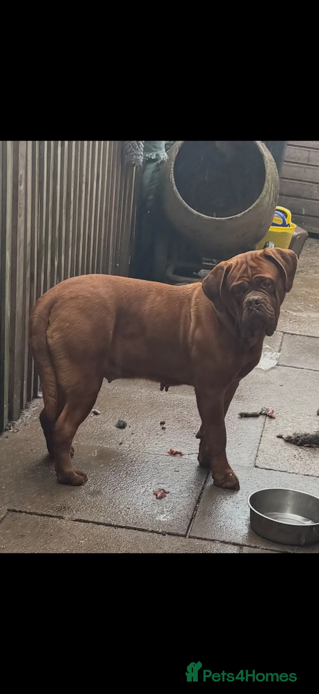 Dogue De Bordeaux dogs for sale: **world class puppy’s** - Advert 2