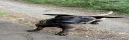 Belgian Shepherd Dog dogs for sale: 11 Month Old Belgian Malinios - Advert 2