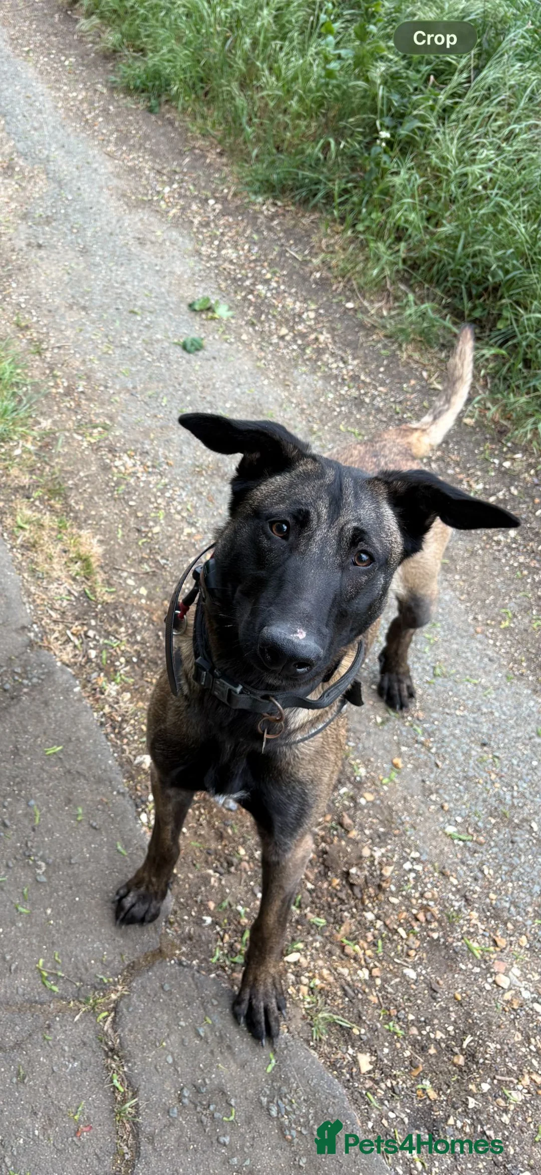 Belgian Shepherd Dog dogs for sale: 11 Month Old Belgian Malinios - Advert 2