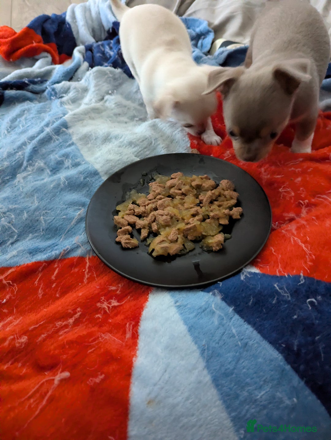 Chihuahua dogs for sale: 2 KC smooth coat boys - Advert 6