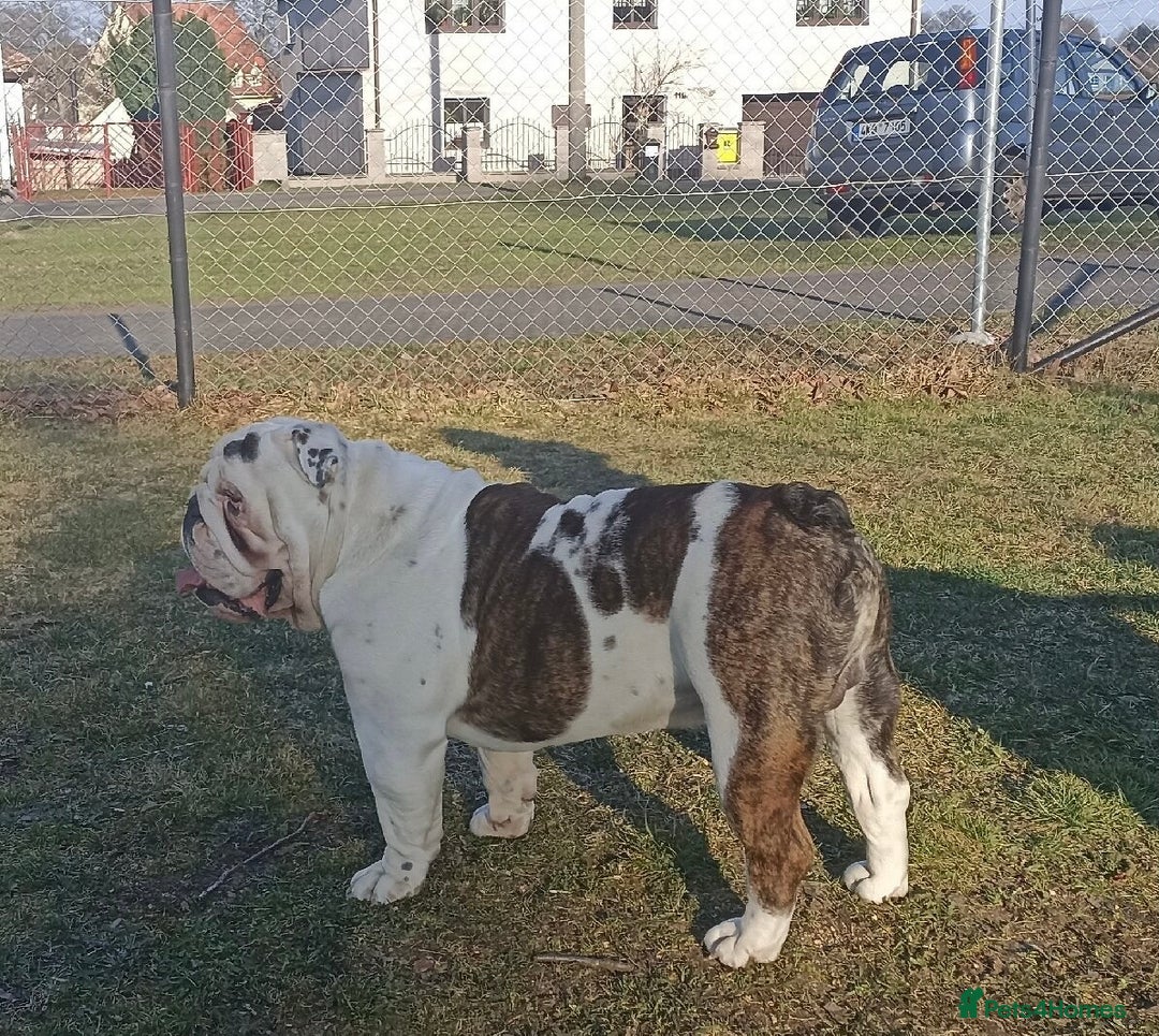 English Bulldog dogs for sale: 😍 Beautiful English bulldog puppies 🐶 ❤️  - Advert 9