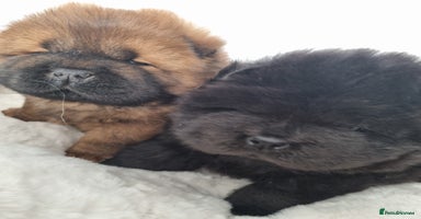 Chow Chow dogs - Advert 8