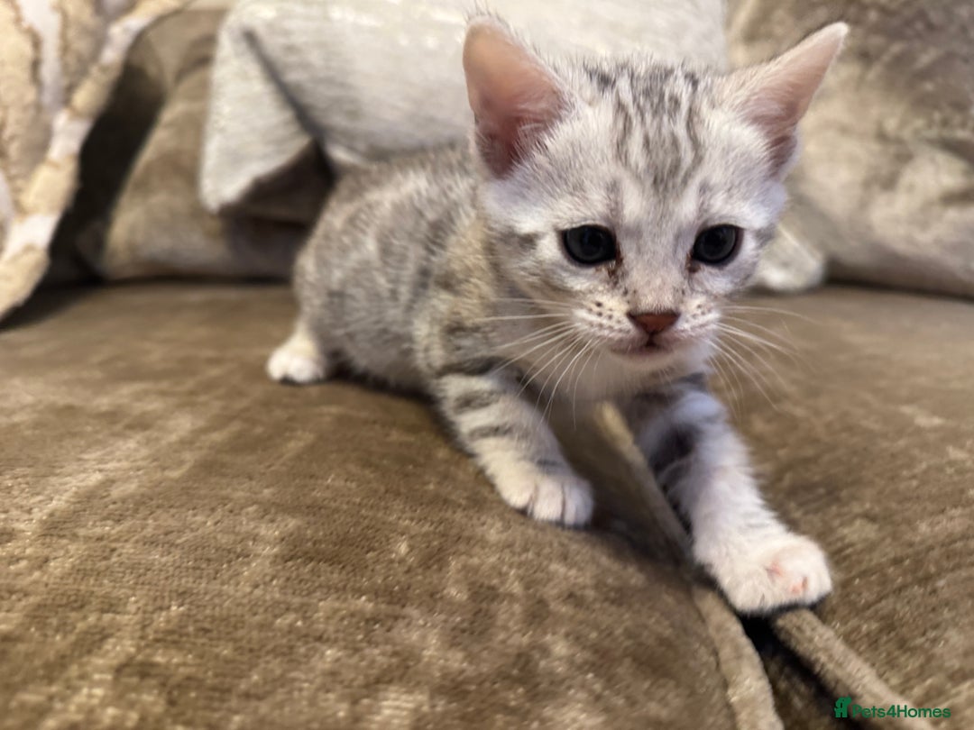 Bengal cats for sale: Exceptional TICA Registered Bengals- Champion Line - Advert 34