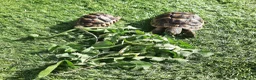 Tortoise reptiles for sale: 2 male med spur thigh tortoise  - Advert 1