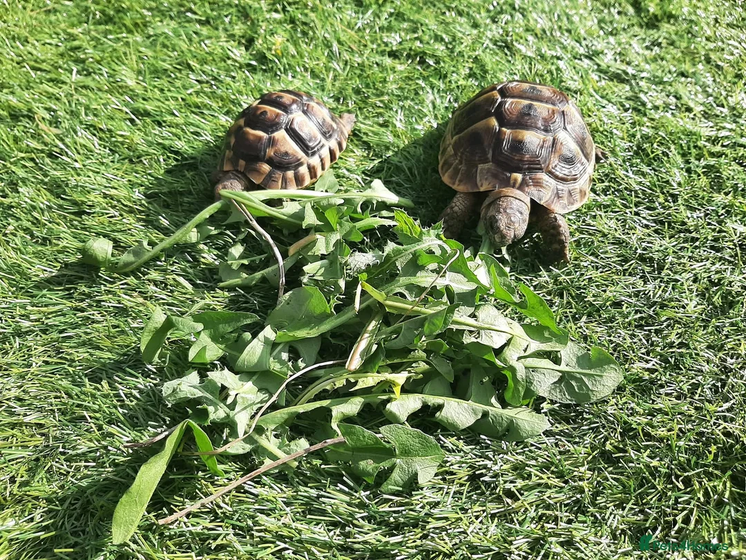 Tortoise reptiles for sale: 2 male med spur thigh tortoise  - Advert 1