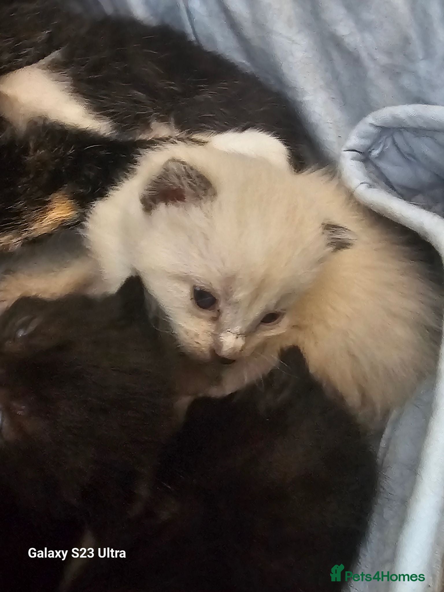 Mixed Breed cats Snowshoe/burmese  - Advert 12