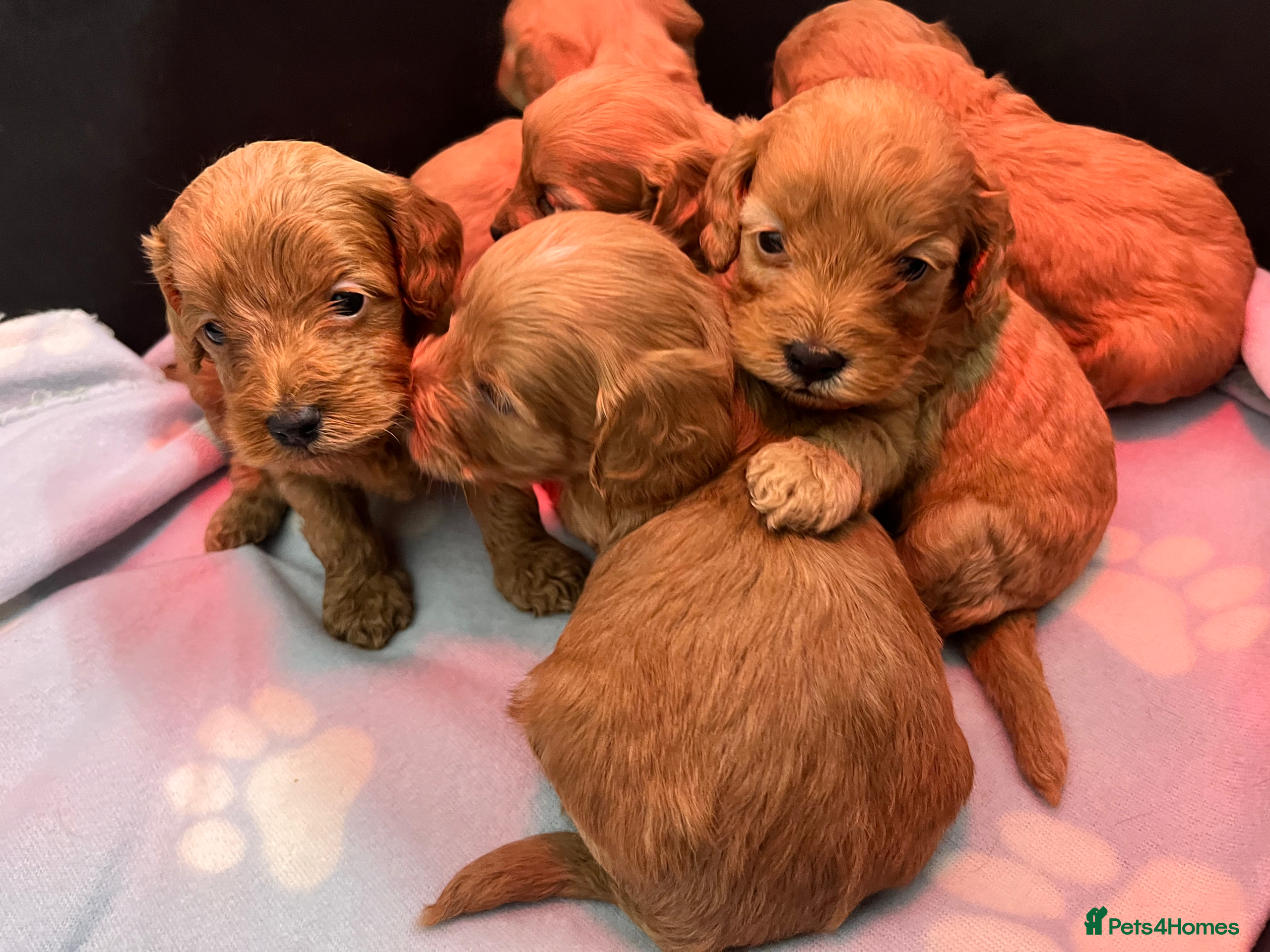 Cockapoo dogs Stunning F1 Toy Cockapoos Puppies  - Advert 1