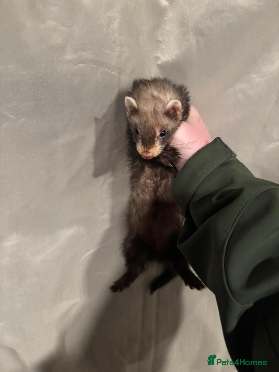 Ferret rodents for sale: Gill and hob  - Advert 3