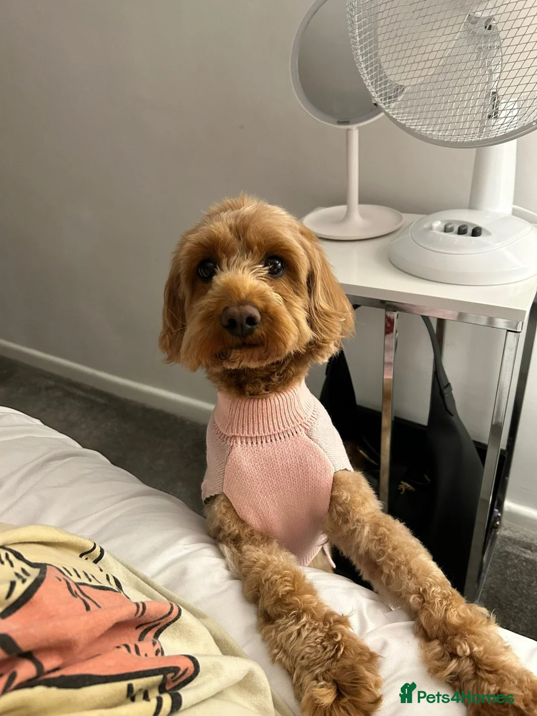 Cavapoo dogs for sale: Red cavapoo female  - Advert 2