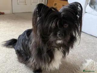 Mixed Breed dogs Papi available for Adoption - Advert 2