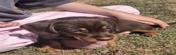 Dachshund dogs for sale: Two male dachshund puppies  in Langport - Advert 3