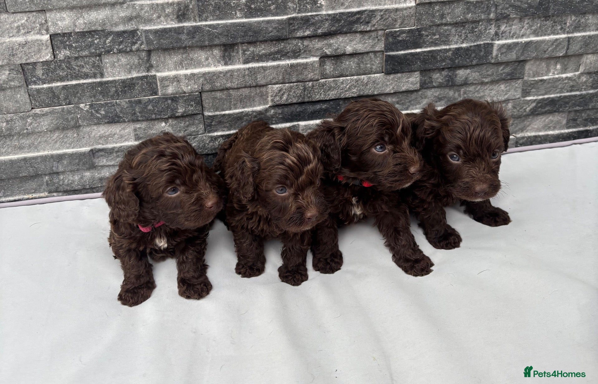 Cockapoo dogs 🐶 Stunning F1 Chocolate Cockapoo Puppies - Advert 1