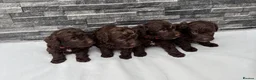Cockapoo dogs for sale: 🐶 Stunning F1 Chocolate Cockapoo Puppies - Advert 1
