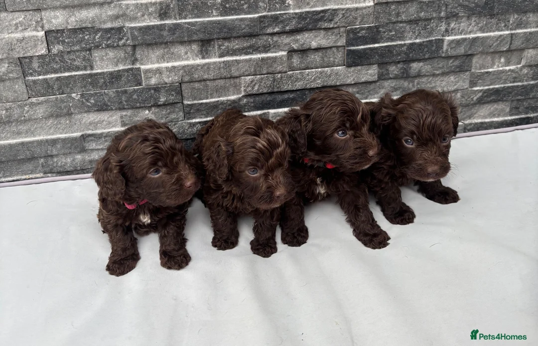 Cockapoo dogs for sale: 🐶 Stunning F1 Chocolate Cockapoo Puppies - Advert 1