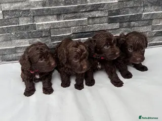 Cockapoo dogs 🐶 Stunning F1 Chocolate Cockapoo Puppies - Advert 2