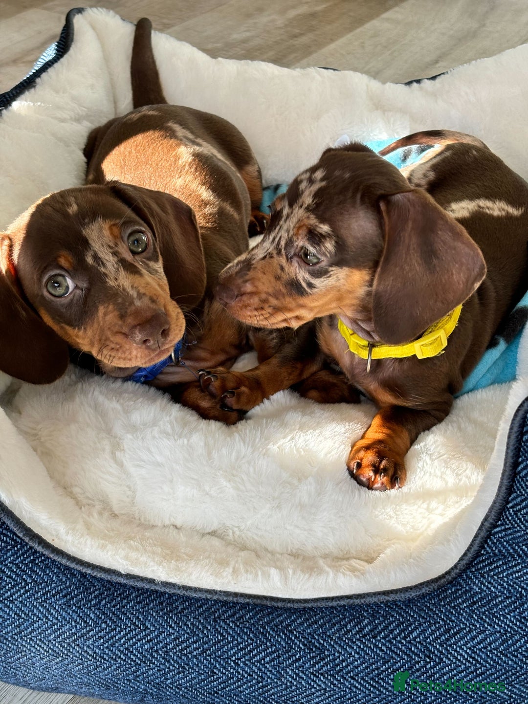 Miniature Dachshund dogs for sale: 💛 Loving Dapple Miniature Dachshund Pair 💛 - Image 5