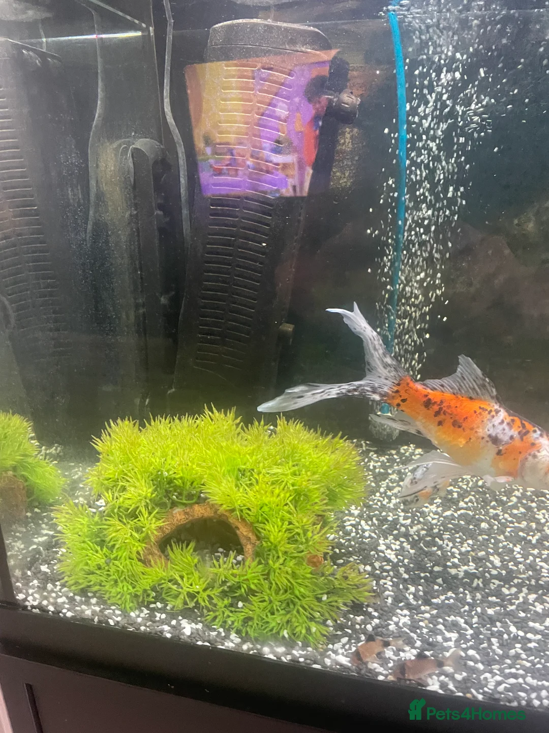 Mollies fish for sale: Fish tank and fish full set up  - Advert 2