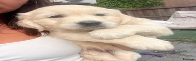 Golden Retriever 7