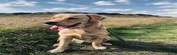 Golden Retriever dogs for sale: Golden Retriever pups for sale - Advert 4