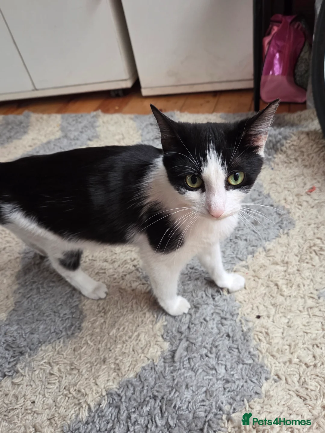 Bengal cats for sale: Female kittens  in London - Advert 20