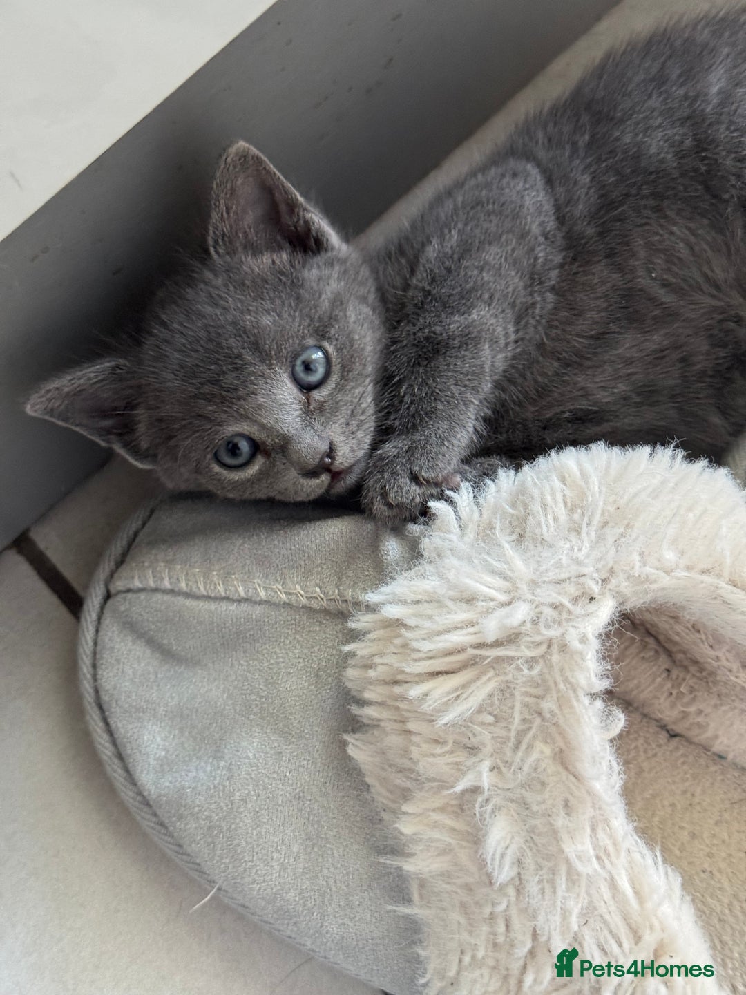 Russian Blue cats for sale: Russian Blue kittens  - Image 6