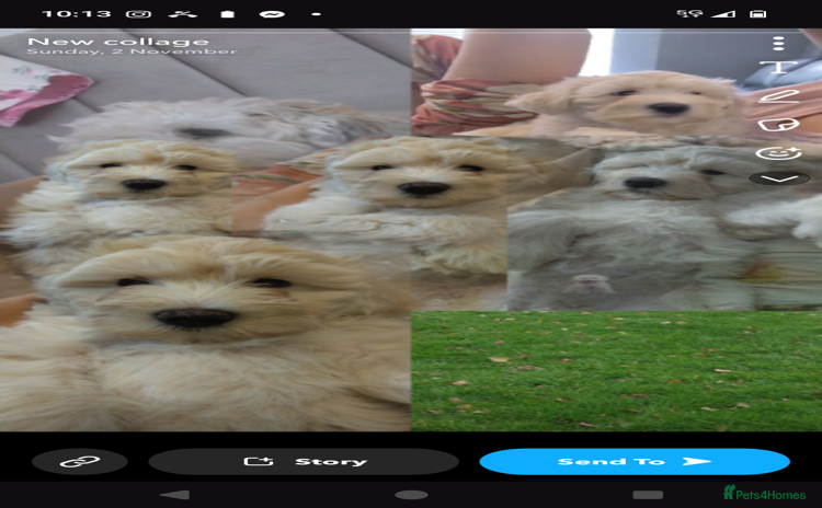 Poochon dogs - Advert 6