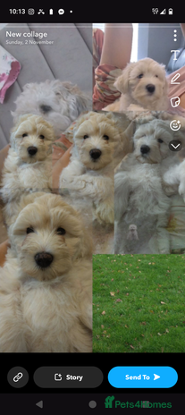 Poochon dogs - Advert 6