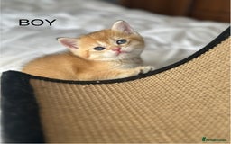 British Shorthair cats for sale: Stunning munchkin fur babies 😻🌼🌸🌺 - Image 24