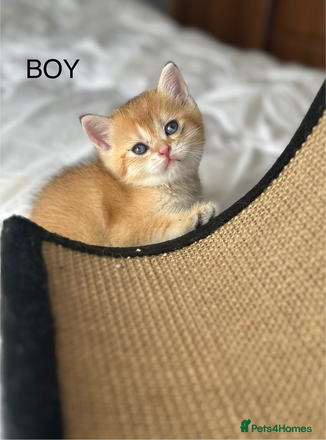 British Shorthair cats for sale: Stunning munchkin fur babies 😻🌼🌸🌺 - Image 24