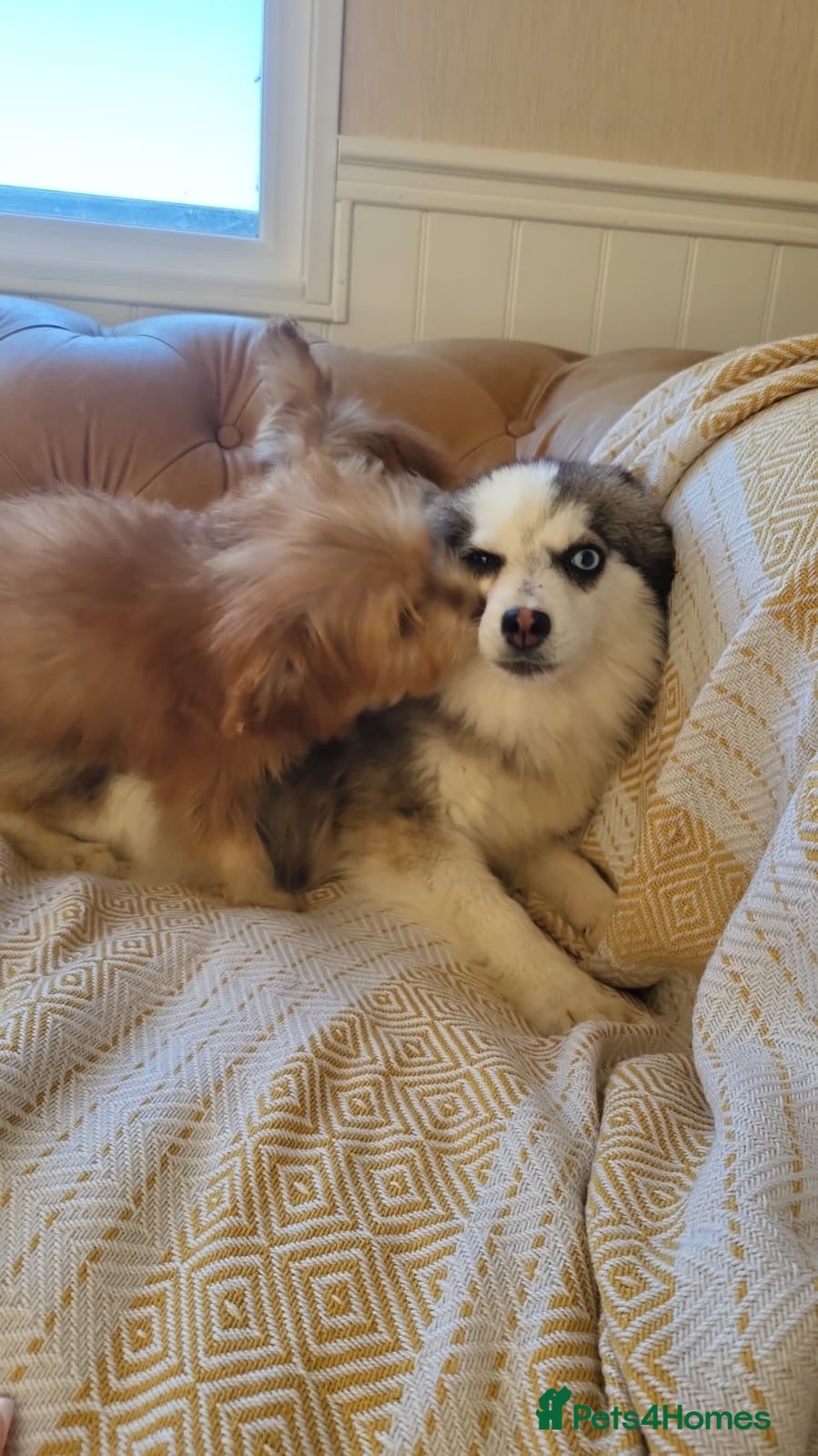 Mixed Breed dogs Pomskpoos - Advert 4